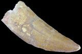 Bargain, Carcharodontosaurus Tooth - Real Dinosaur Tooth #85858-1